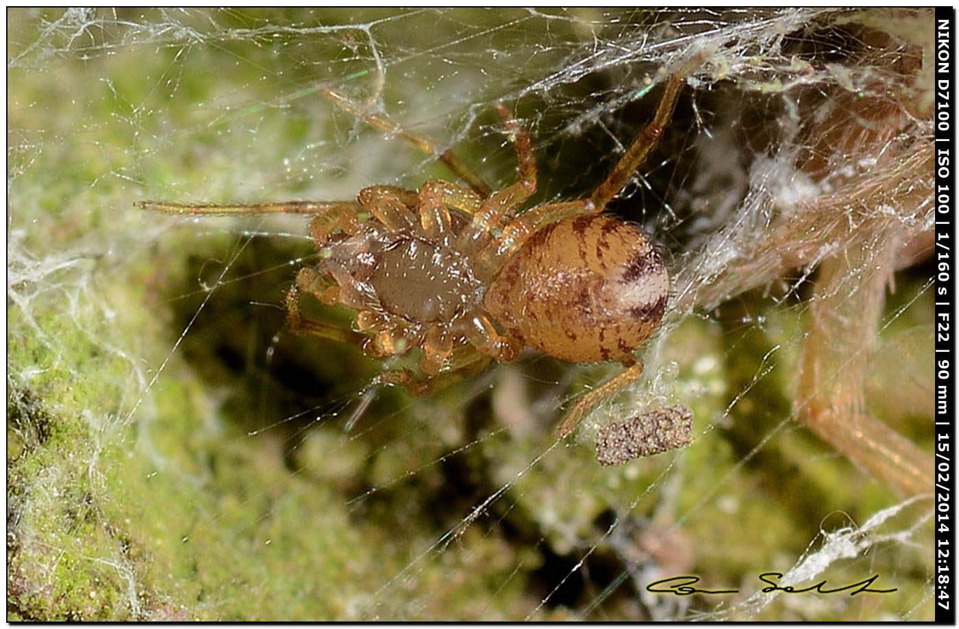 Scytodes velutina - Alghero (SS)